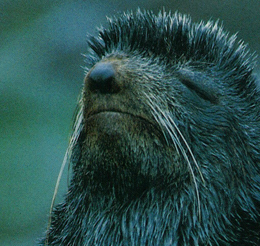 sealthumb